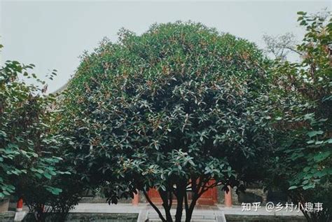 家门前种什么植物最好|俗话说，“门前种好树，子孙一直富”！6棵吉利树，种着好处多